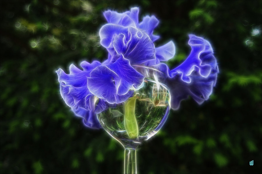 William - Blue Iris