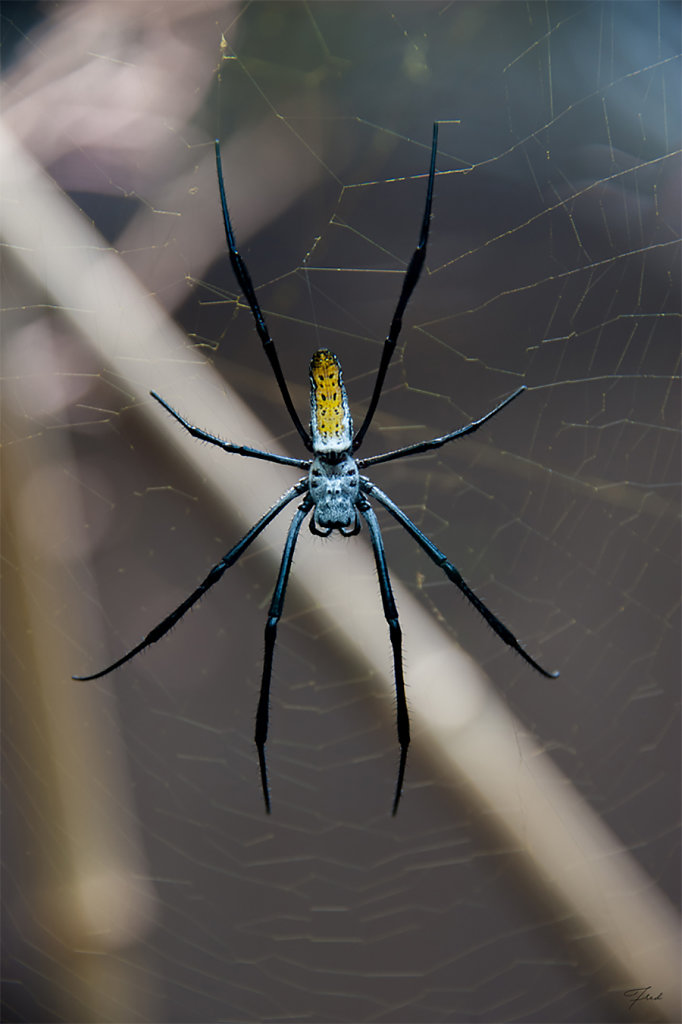 Frédéric - Spider