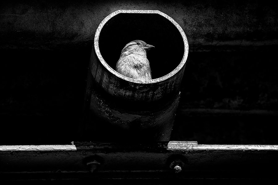 Moineau Vilette