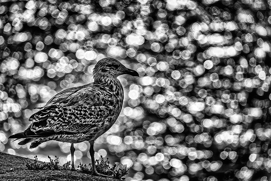 Seagull