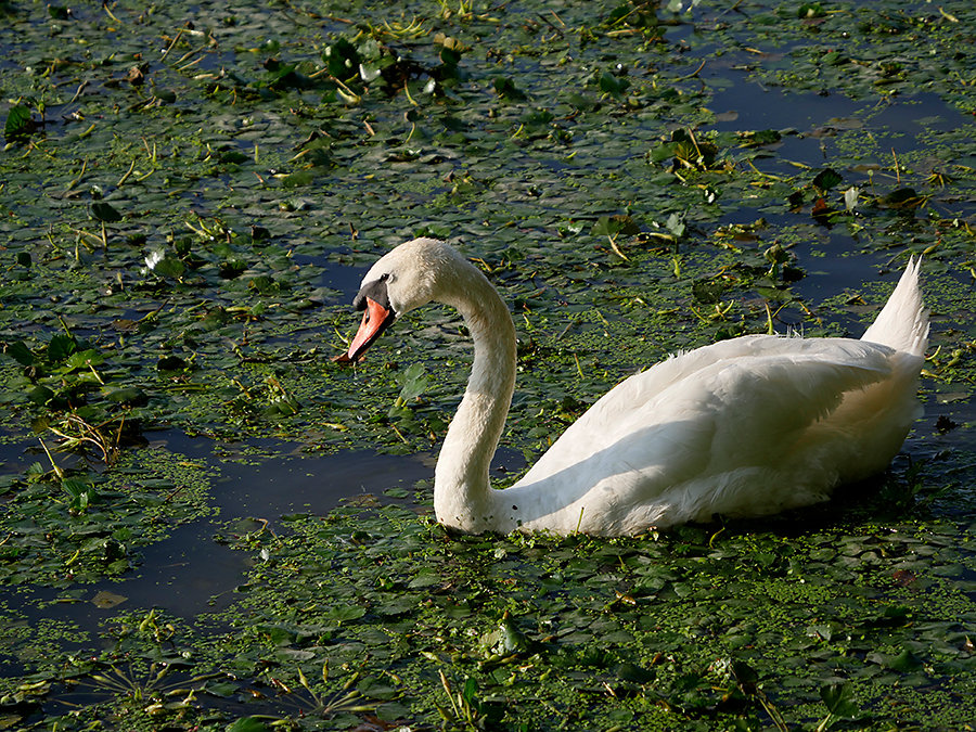 Photographie Animalière