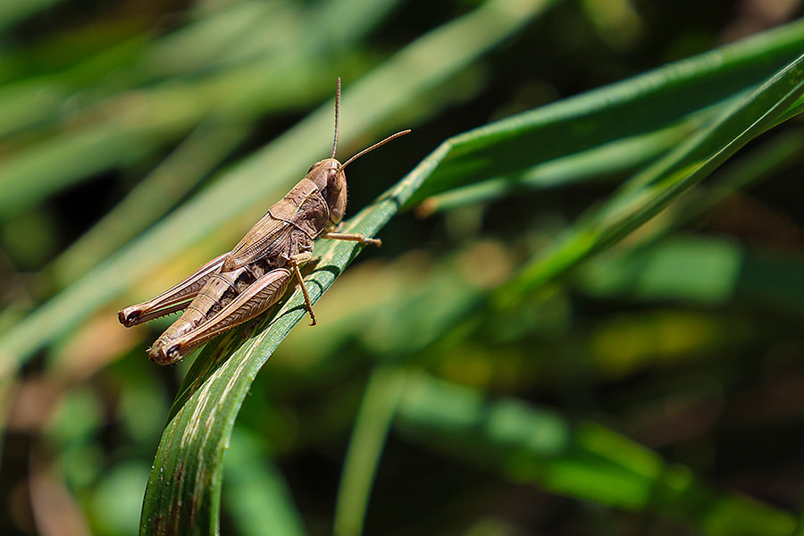 Macrophotographie